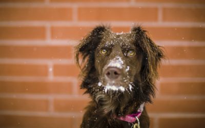 local animal hospital winter